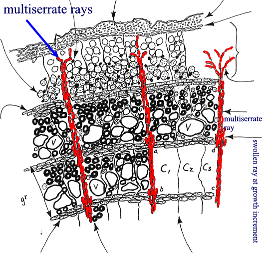 Multiserrate rays