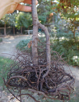 tap root growing