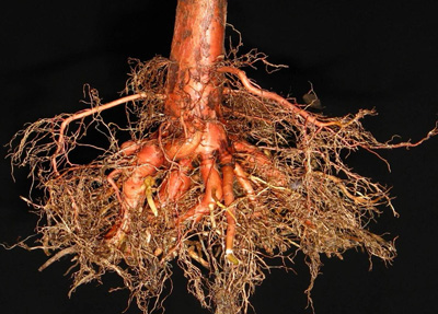 baldcypress root system