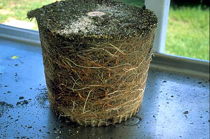 root ball from standard plastic nursery container