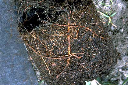 roots from fabric lined container
