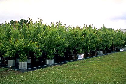 trees in #15 containers