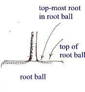 root ball illustration