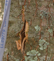 split bark