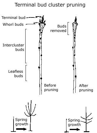 terminal bud cluster pruning