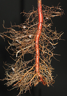 cypress roots from elle pot