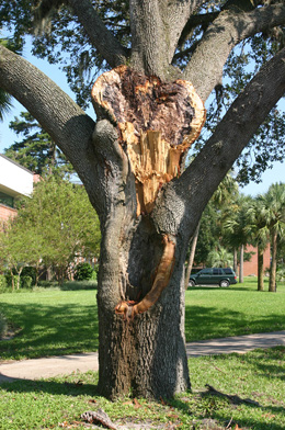tree with broken limb
