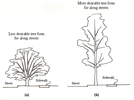 Figure 12a: Tree form along streets