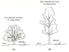 desirable tree form along trees and sidewalks