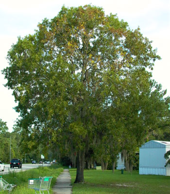 tree in decline due to ganoderma