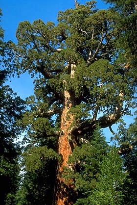 general sherman tree is Yosemite is 2,700 years old