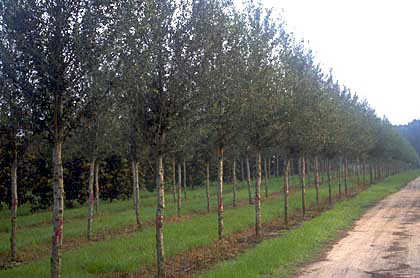 finished field of quality shade trees