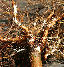 cut gumbo limbo roots