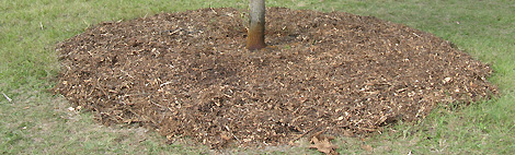 mulch should be 3 inches deep