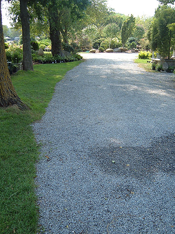 gravel is root friendly and can replace some sidewalks