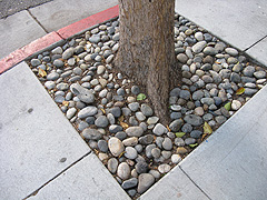 tree in cut out with stones