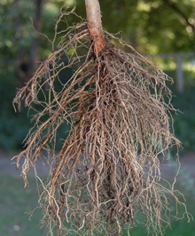 great root system