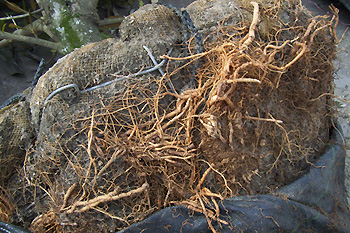 roots growing through burlap
