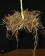 some roots growing at surface