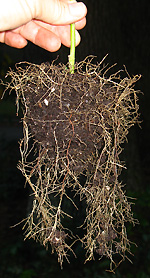 roots defected down from container