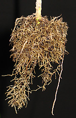 root system from elle pot