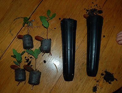 jiffy pots air prune roots traditional deep containers right