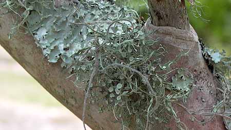 lichen growing on tree branch