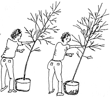 tree quality illustration