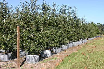 finished oaks in 45 containers