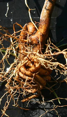 poor mahogany root system