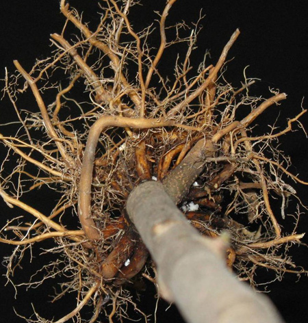 lateral roots circling trunk