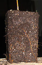 roots from square smooth container
