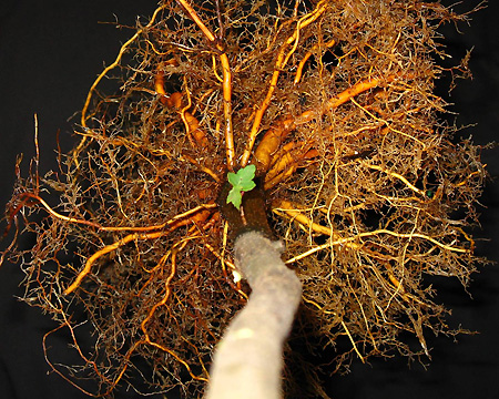 top view of root system