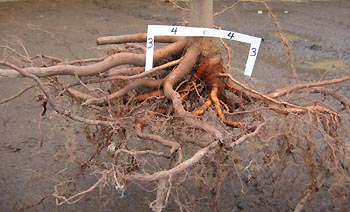 maple developed roots close to surface
