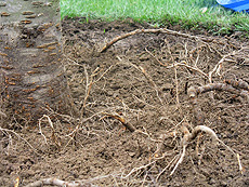 remove these roots to improve tree health