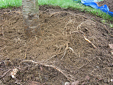 roots that grew up into mulch
