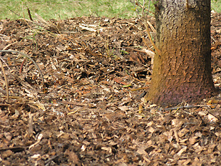 mulch around established tree
