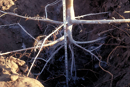 largest diameter roots located close to soil surface