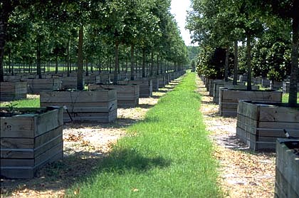 shade trees in containers