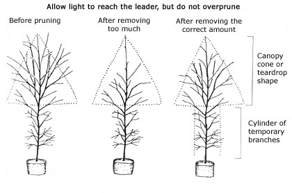 canopy pruning strategy illustration
