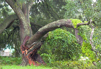 large limb split from oak tree