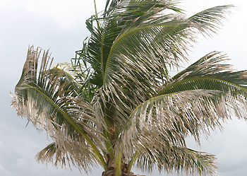 salt injury on coconut palm