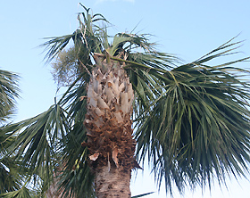 damaged sabal palm