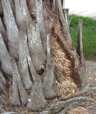 palm roots above ground