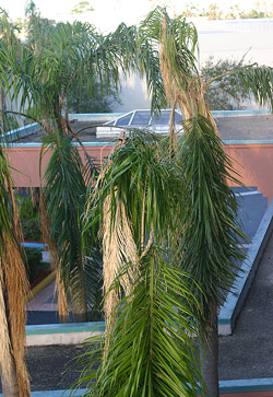 queen palm fronds