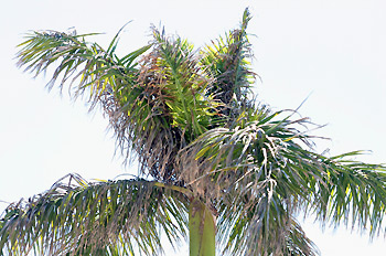 salt damaged royal palm