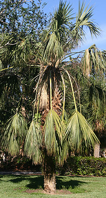 sabal palm