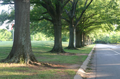 trees near curb