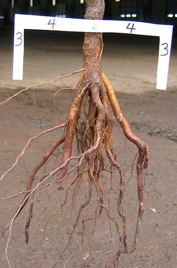 new roots orienting down
