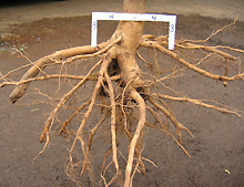 roots growing laterally